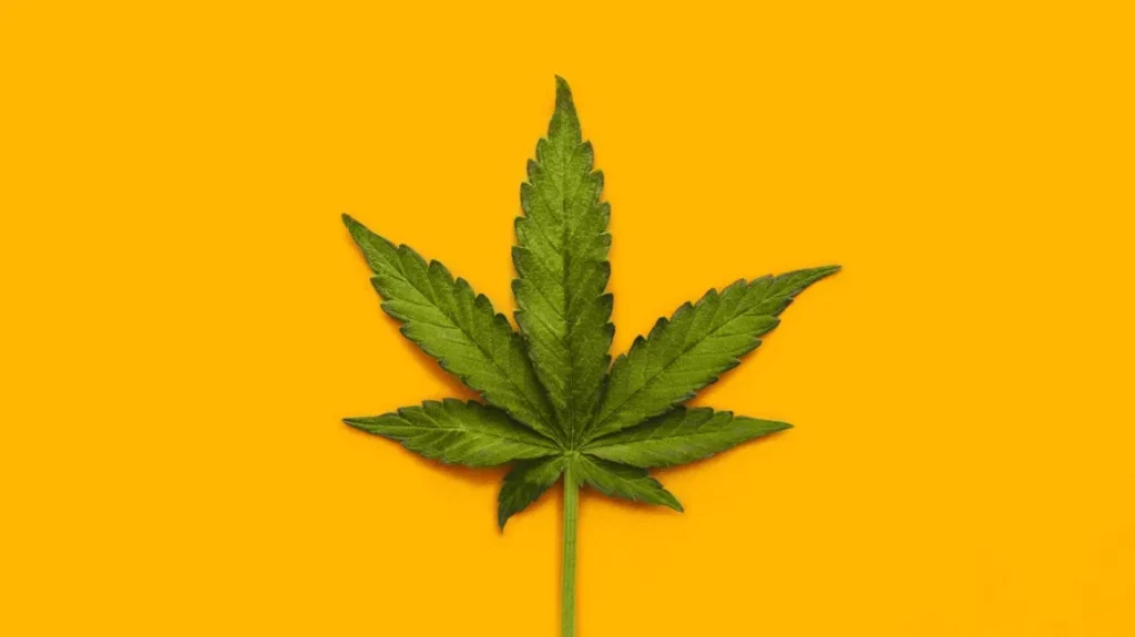 Maconha
